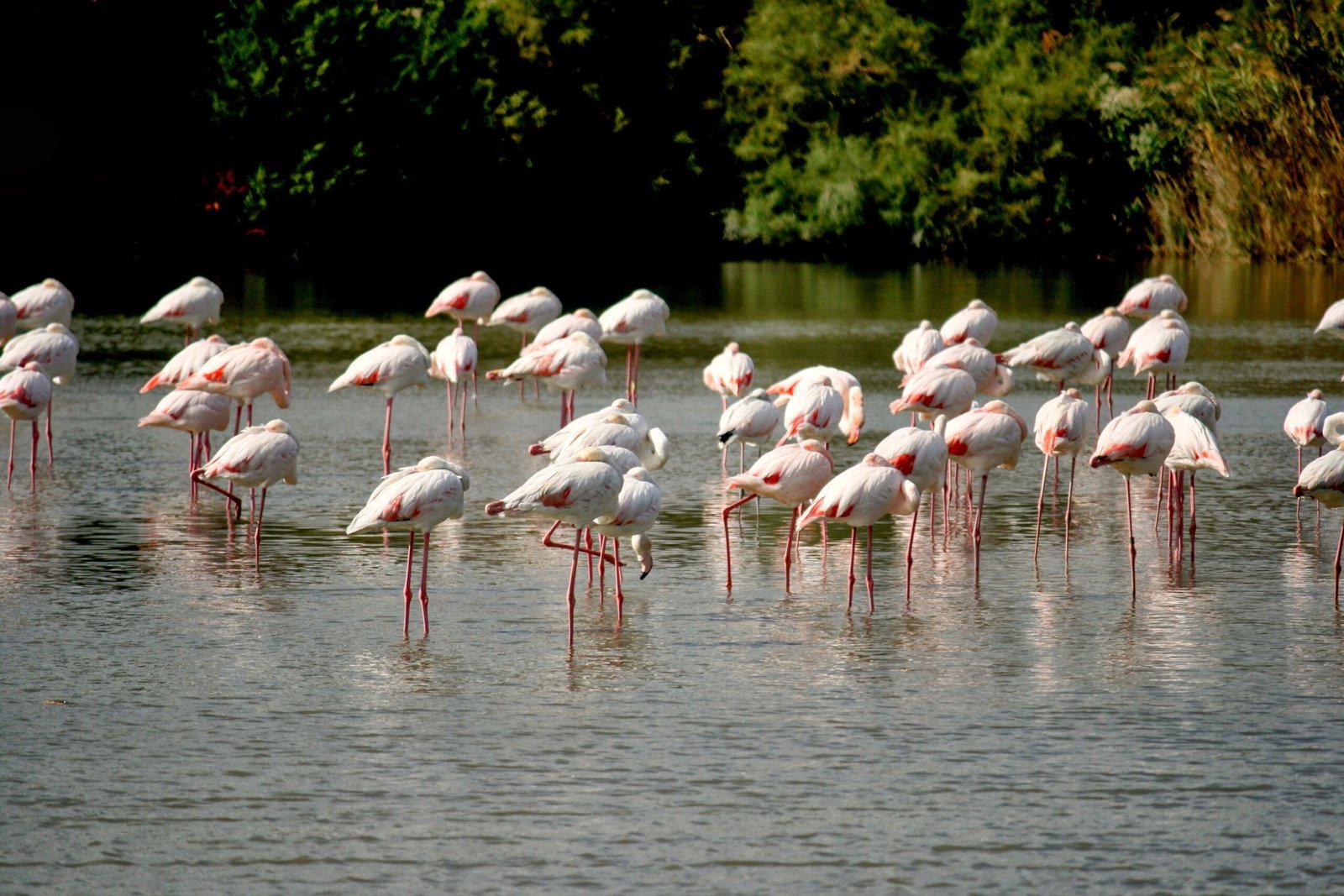 Camargue, Provence-Alpes-Côte d'Azur