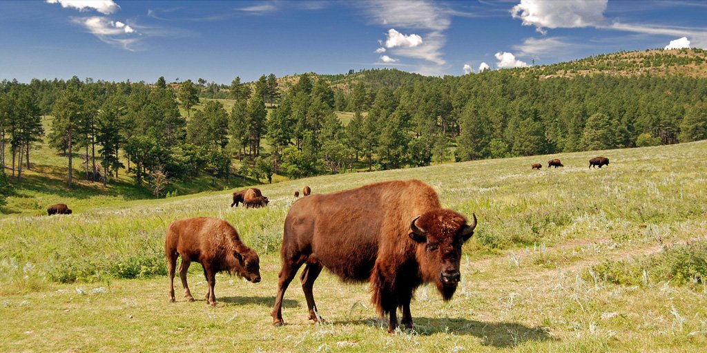 Custer State Park, Great Plains