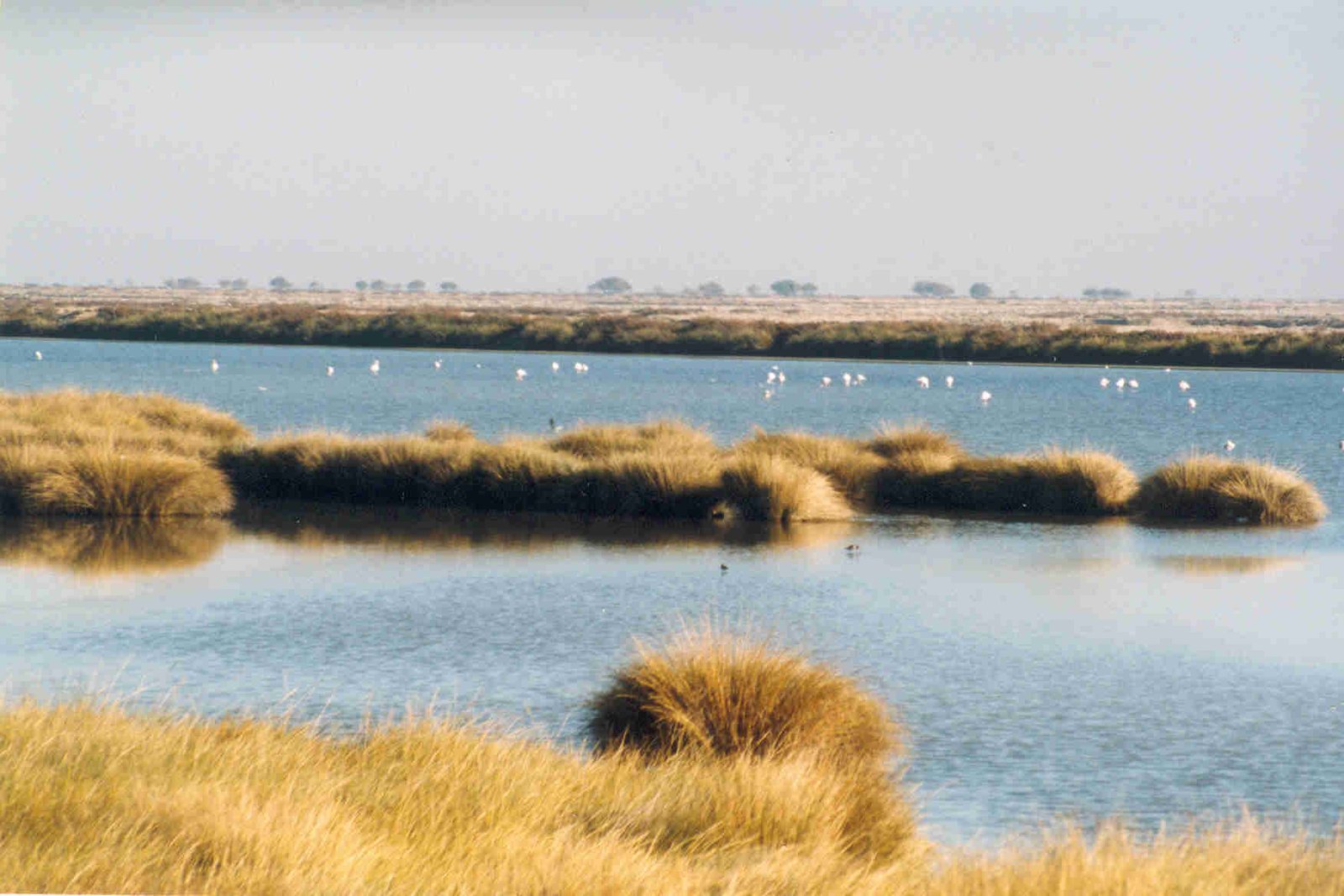 Doñana National Park, Andalusia