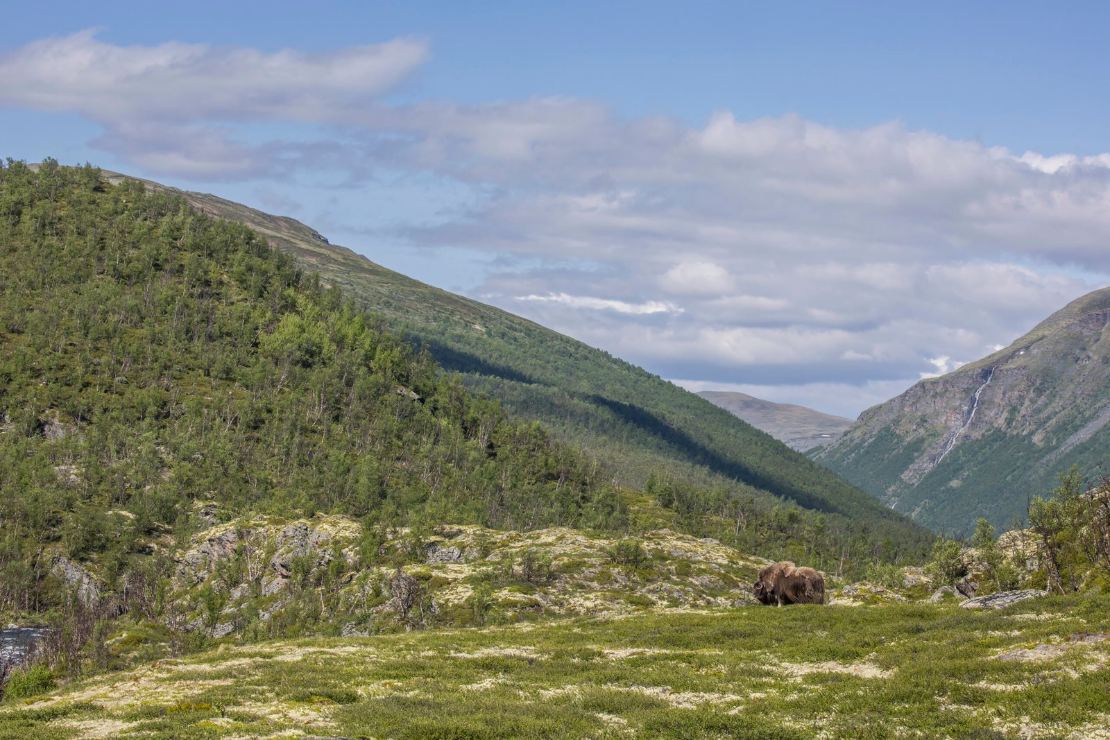 Dovrefjell–Sunndalsfjella, Innlandet