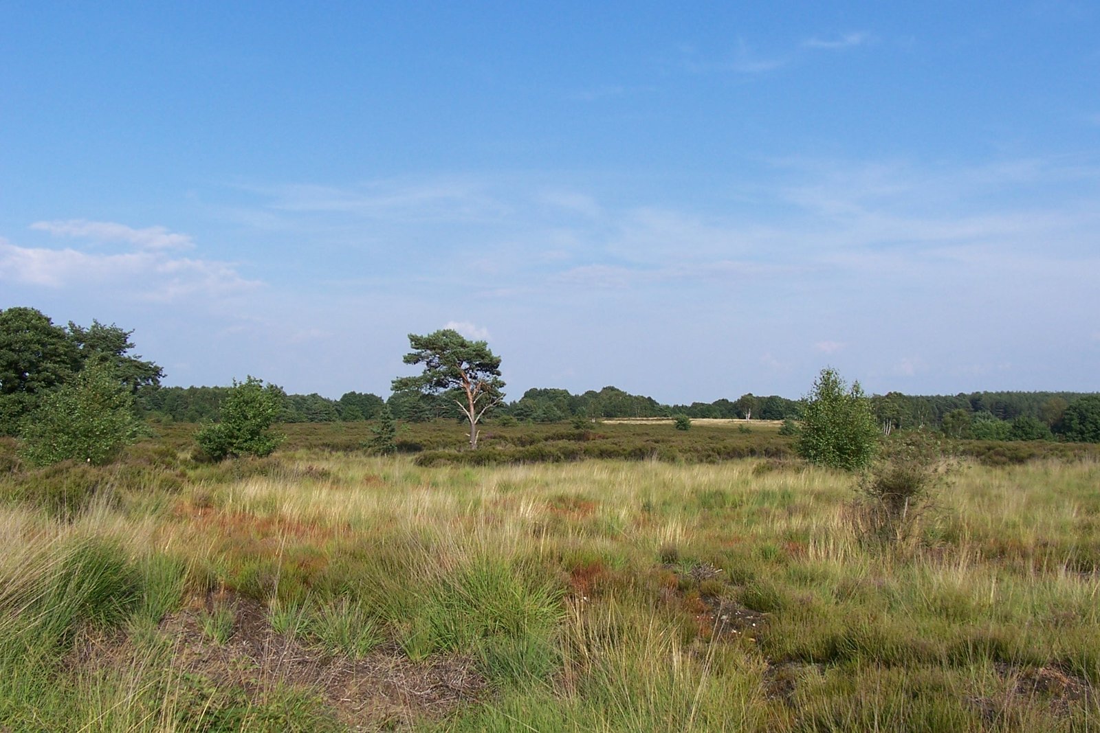 Hoge Kempen National Park, Limburg