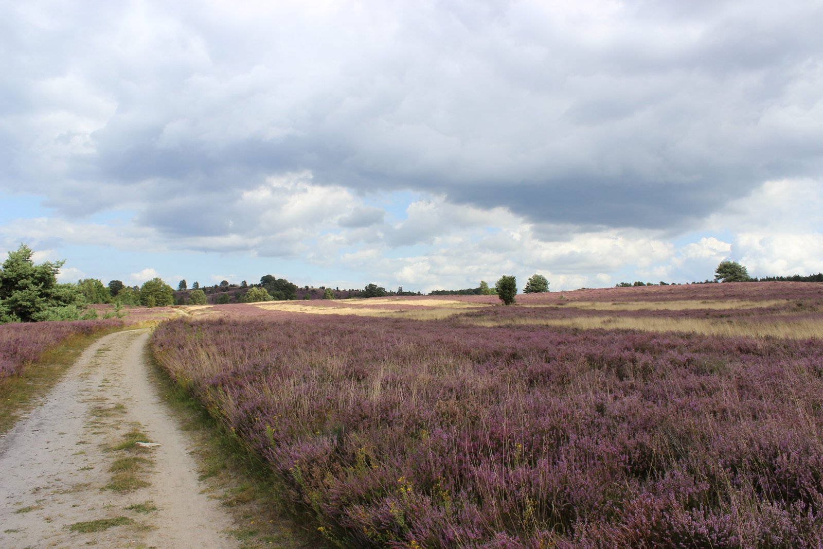 Lüneburg Heath, Lower Saxony
