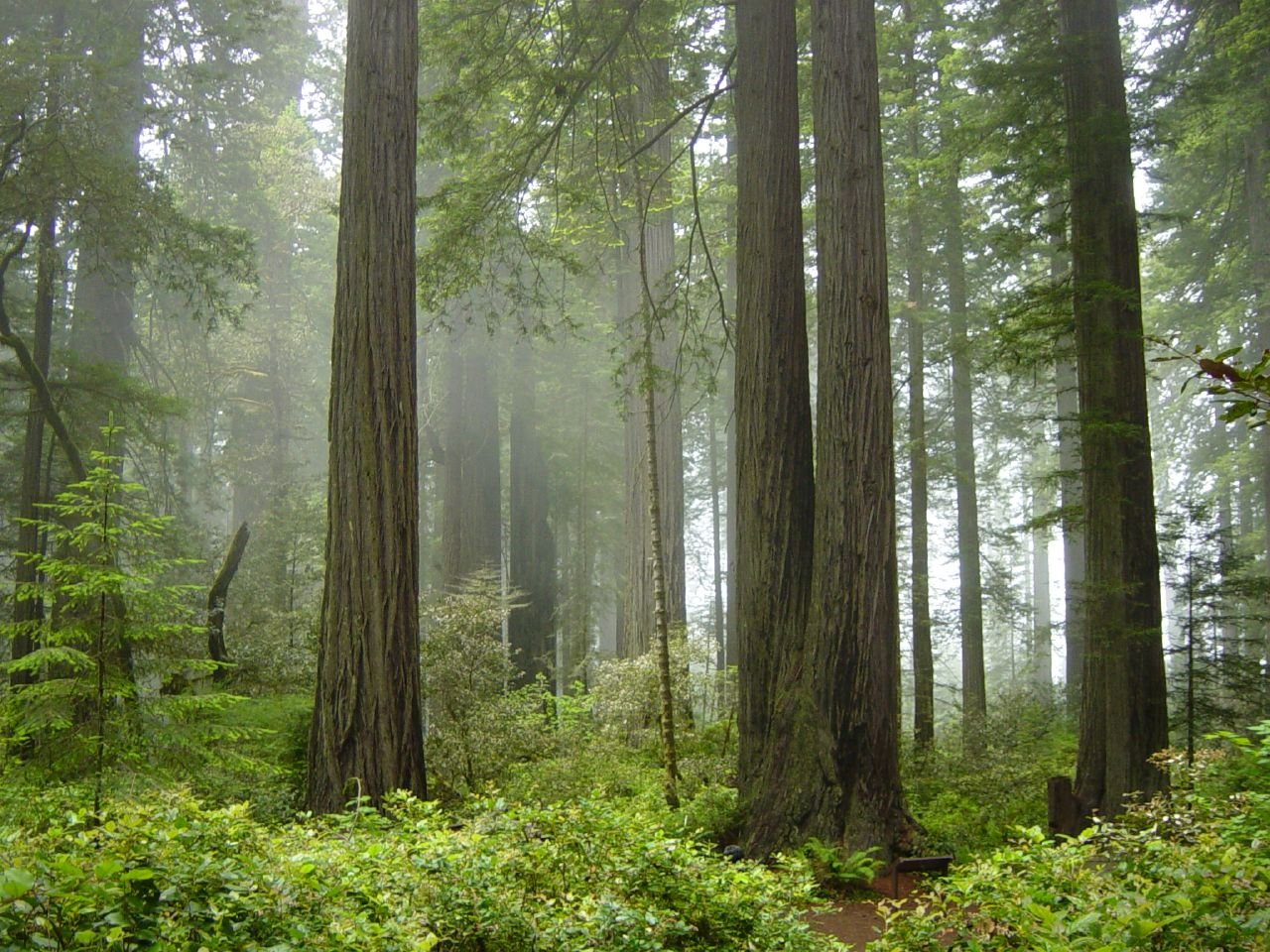 Redwood National and State Parks, California