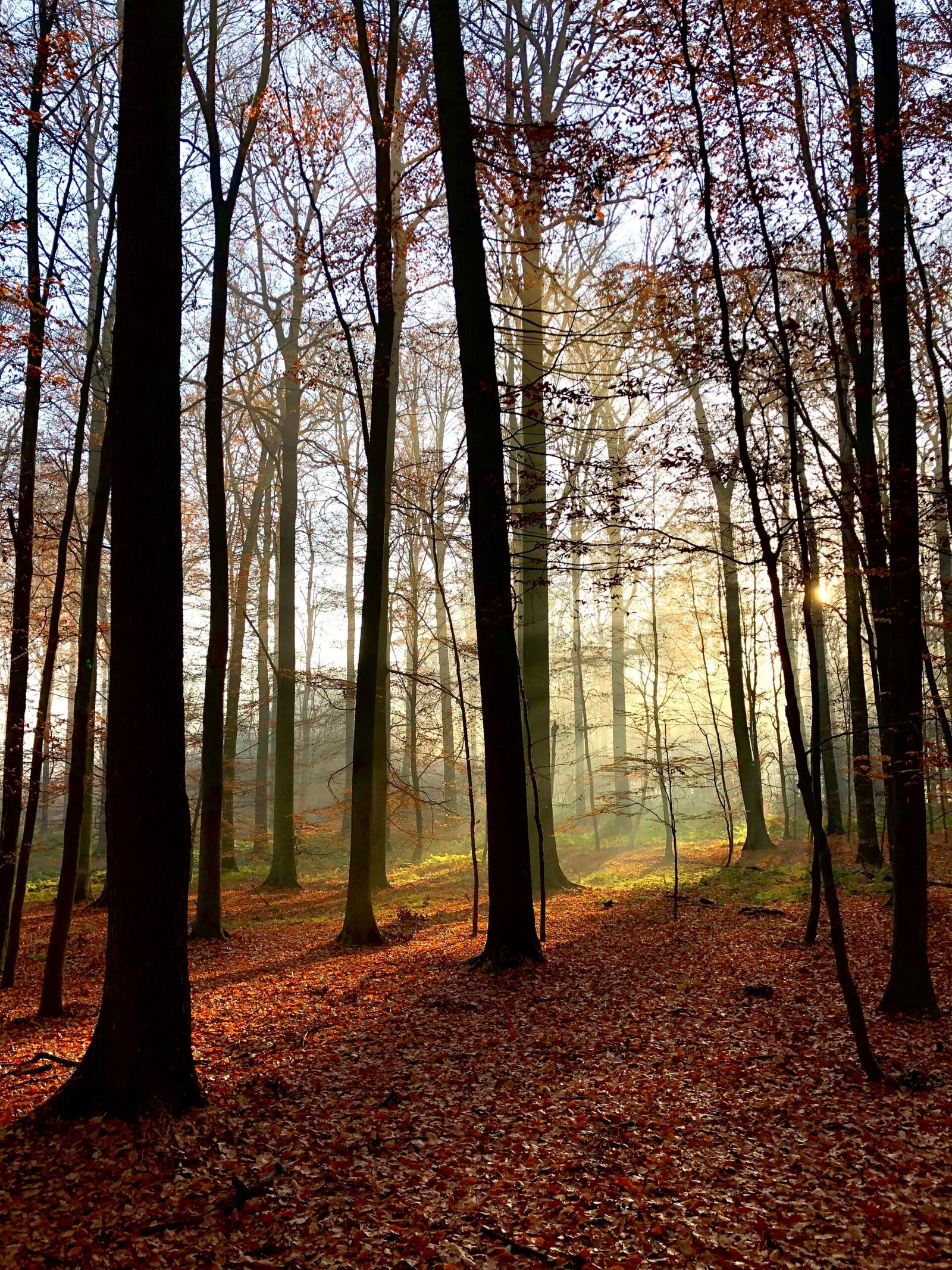 Sonian Forest, Brussels