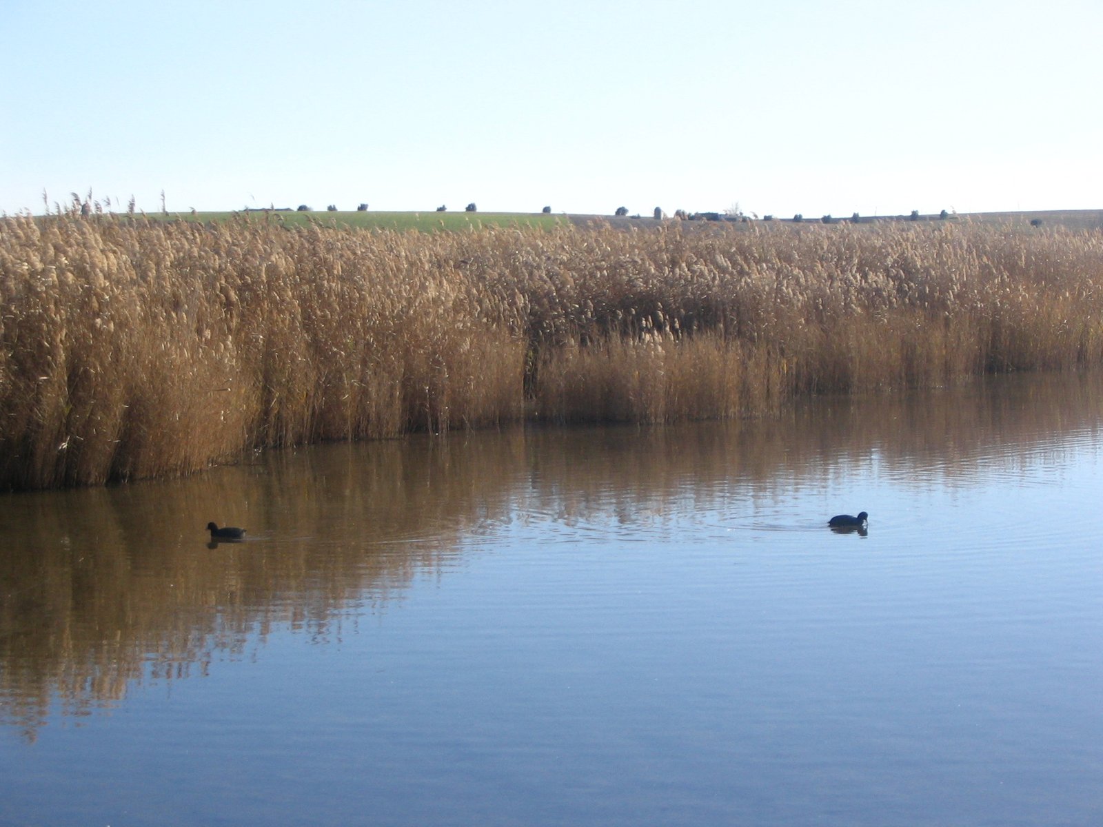 Tablas de Daimiel National Park, Castilla-La Mancha