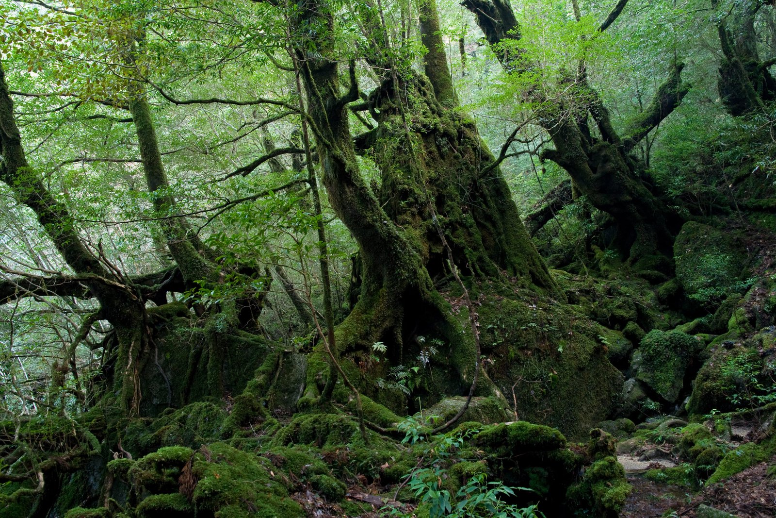 Yakushima, Kyushu
